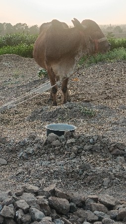 थंबनेल 6