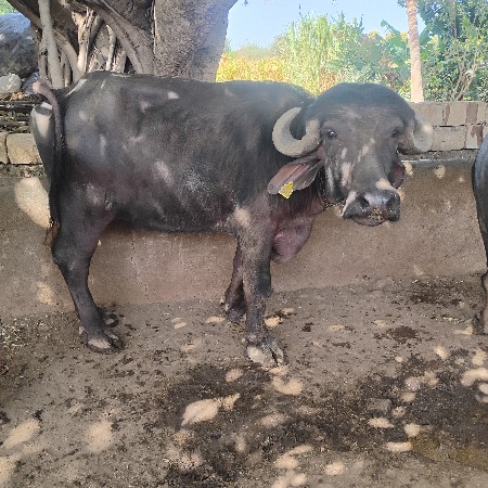 ત્રણ ખળેલા વેચવાના છે