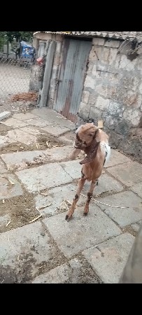 थंबनेल 3