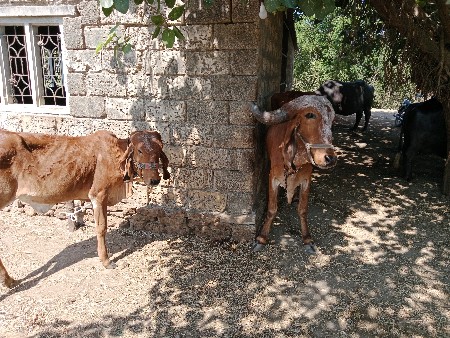 વાસડી અને ગાય