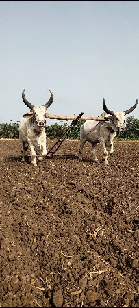બળદ વહેંચવા છે.