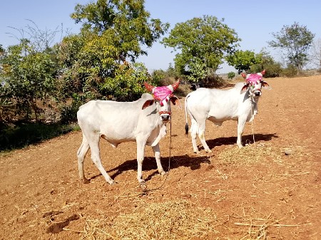 આ ગોધલા ની જોડ વેચવાની છે.
