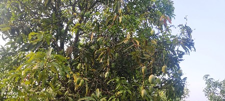 થંબનેલ 3