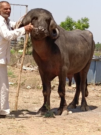 થંબનેલ 2