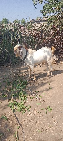 આરાજેથાની બકરો વેસવાનોછે