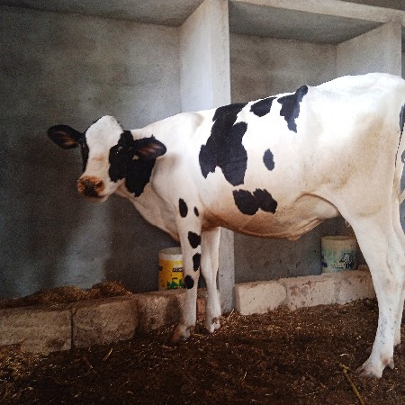 વેસવાનીસે