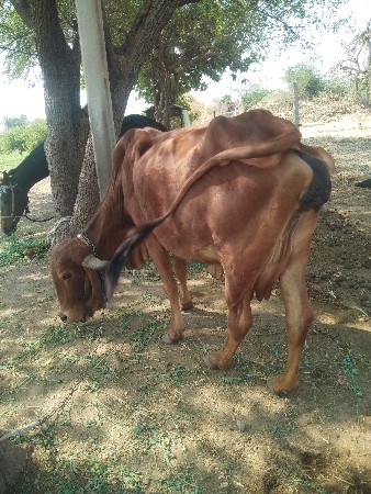 ઓરીજનલ ગીર ગાય 10 દીની કાચીછે