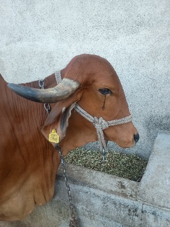 ગીર ગાય વેચવાની છે