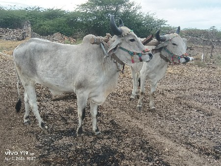 થંબનેલ 3