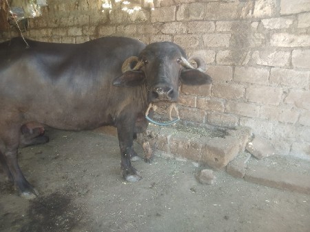 थंबनेल 2