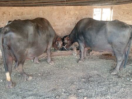 આ બેય ભેશુ વેશવાની છે