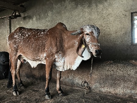 ગાય વેસવાની સે 5 મહીના થયા