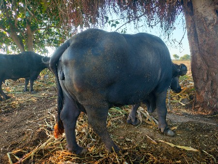 थंबनेल 3