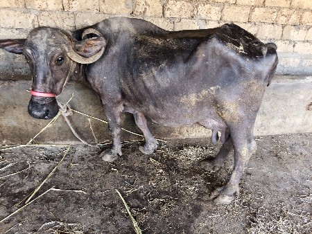 સાડા છ સાત 7લીટર દૂધ