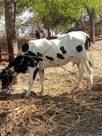 ગાય વેચવાની છે