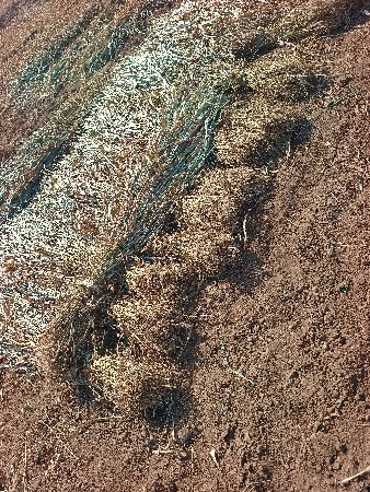 મીઠી ગુંધારી  વેચવા ની છે