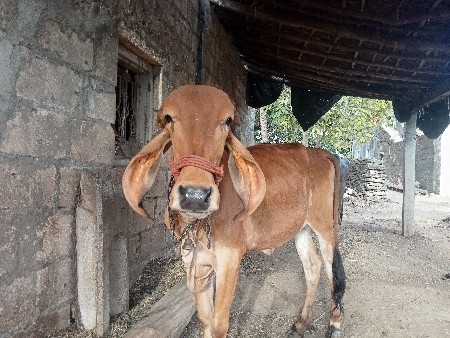 ગીર વોડકી વેશવાની છે