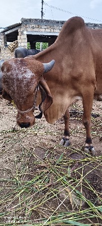 थंबनेल 2