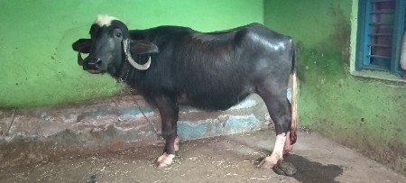 વેચવાની છૅ