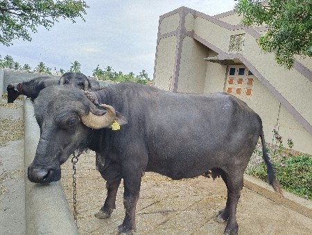 थंबनेल 3