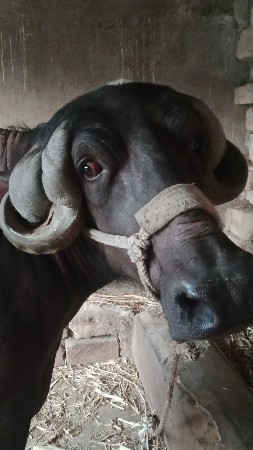 ભેંસ વેચવાની છે