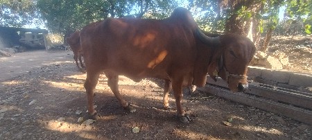 થંબનેલ 2