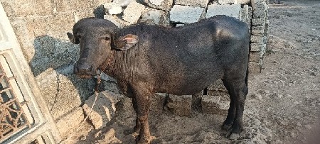 આ બે પાડો વેચવાનો છે