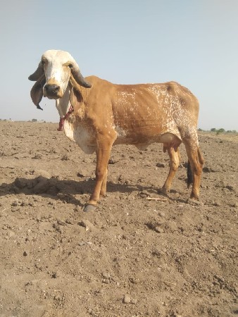 આ ગાય વેચવાની છે