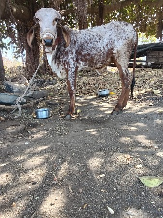 હોળકી વેચવાની છે