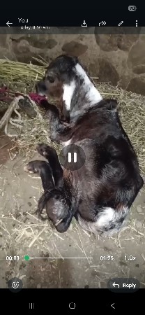 2 દાત છે વાયટ બાવાળો આપવાનો છે