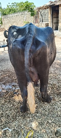 ભેંશ વેચવાની છે