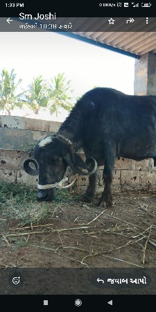 થંબનેલ 2