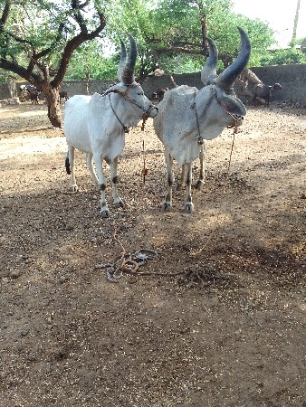 ગોઢલા વેસવા ના છે