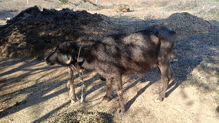 ખડેલા વેચવાના છે