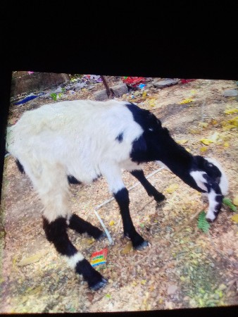 थंबनेल 2