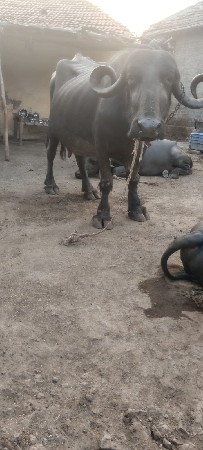 ભેંસ વેચવાની છે