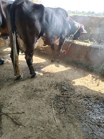 ગાયવેસવાનીસે