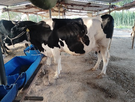 થંબનેલ 3