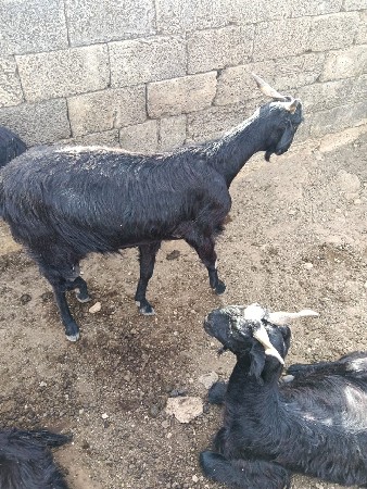 બકરાવેચાવછે80બકરા