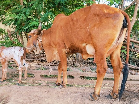 થંબનેલ 3