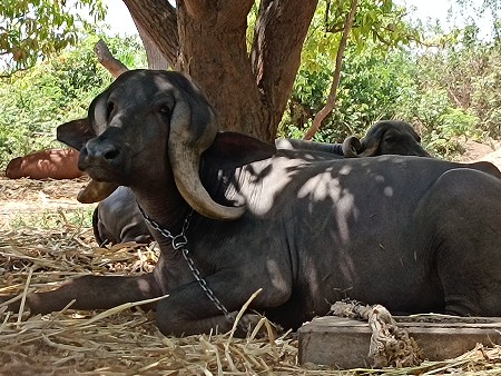 જાફરી ખડાય