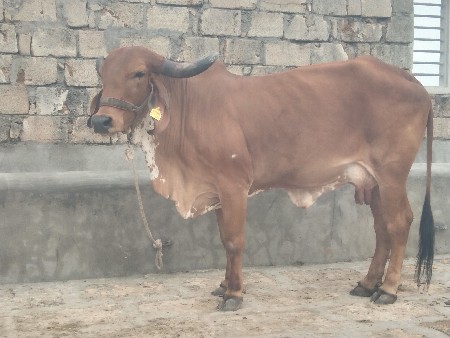 બીજું વેતર વૈસે 10-15 દીવસની