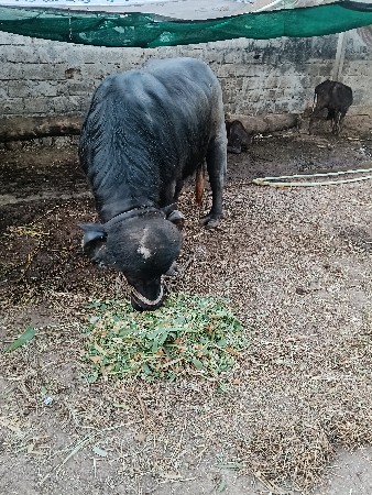 थंबनेल 2