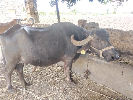 ત્રીજું વેતર છે ગાભેણ છે