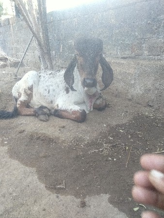 थंबनेल 2