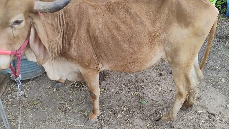 થંબનેલ 2