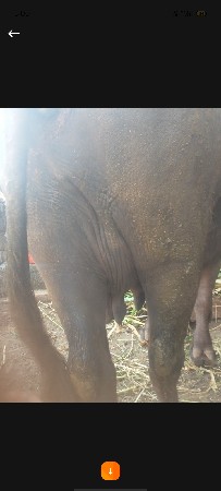 દેવાભાઈ સિધલ