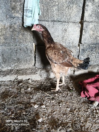 અસીલ મુરઞી વેચવા ની છે