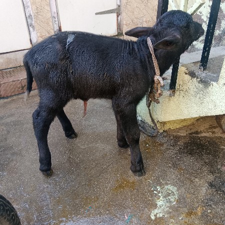 थंबनेल 3