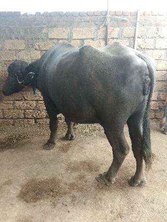 थंबनेल 2